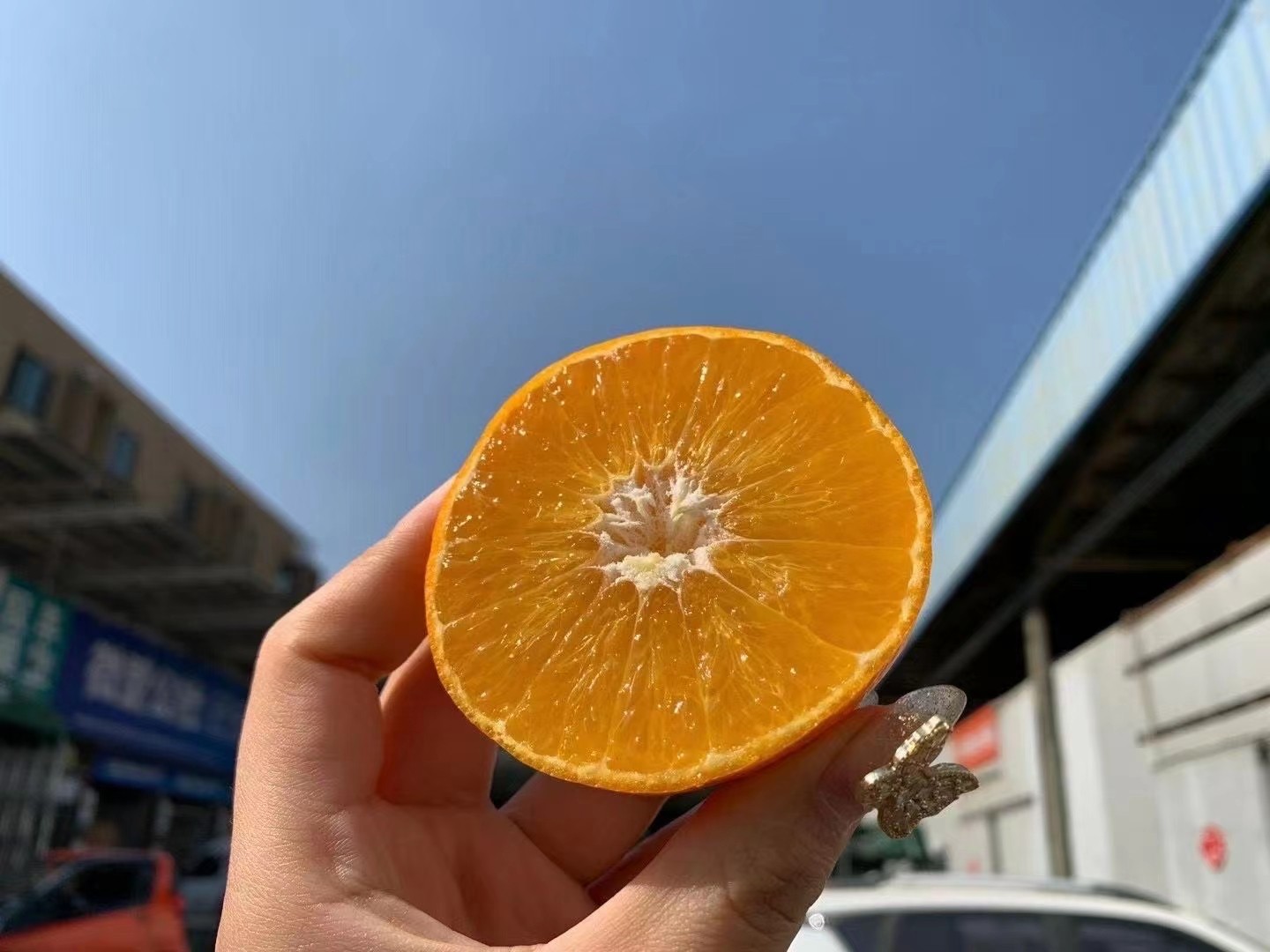 【新季】金装象山红美人