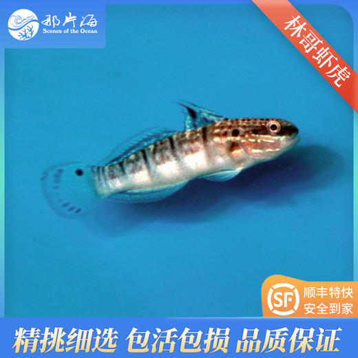 林哥虾虎Amblygobius Phalaena 商品图1