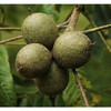 云南百年老树老品种 紫核桃 5斤/箱 商品缩略图4