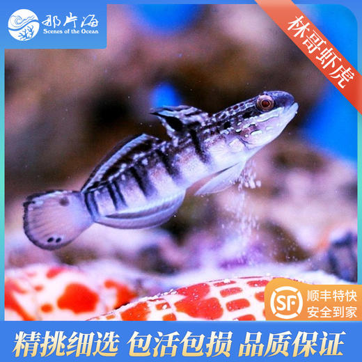 林哥虾虎Amblygobius Phalaena 商品图0