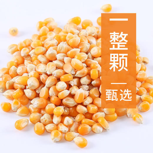 【食品酒水】鹤来香爆花玉米粒爆米花500克球形原料零食美式 商品图1