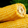 【食品酒水】东北玉米黏玉米批发黄糯玉米真空包装水煮玉米 商品缩略图0