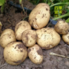 锄禾土豆（500g） 商品缩略图0
