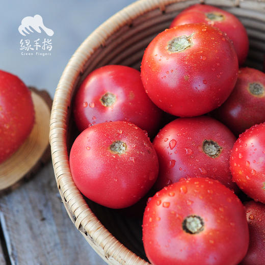 生态内蒙古草莓西红柿 | 合作生产*Eco- strawberry tomato | Coprodution 商品图1