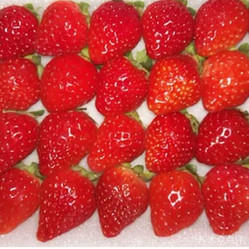 新鲜现摘草莓360±20g/盒 商品图0