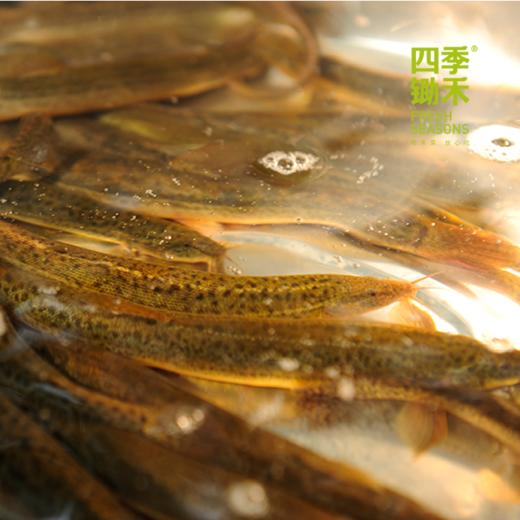 【预售】泥鳅（统货，大小不一）  预售产品需提前一天预订哦 商品图0