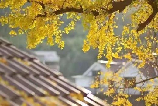 磐安九山露营节 ——寻找秋天最美的颜色 商品图1