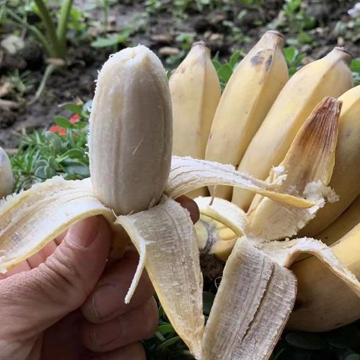 下单后72小时左右发货云南生态粉蕉老实芭蕉5斤装左右果皮薄果肉质软