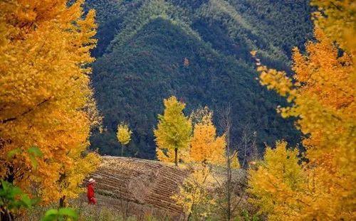 磐安九山露营节 ——寻找秋天最美的颜色 商品图2