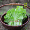 生菜（400g） 商品缩略图0