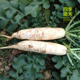 白萝卜1份（500g以上）（因季节雨水原因，略带口味哦~）