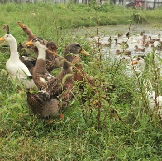 散养清水鸭丨1kg±（黄山） 商品图0