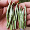 2024年春茶 吉顺号银芽散茶 春茶全芽茶 商品缩略图3