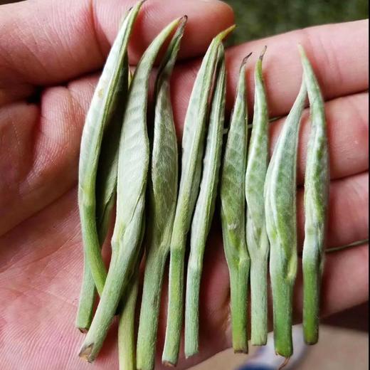 2024年春茶 吉顺号银芽散茶 春茶全芽茶 商品图3