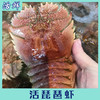 活琵琶虾（大号） 商品缩略图0
