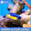 蓝天堂Pomacentrus coelestis 商品缩略图0