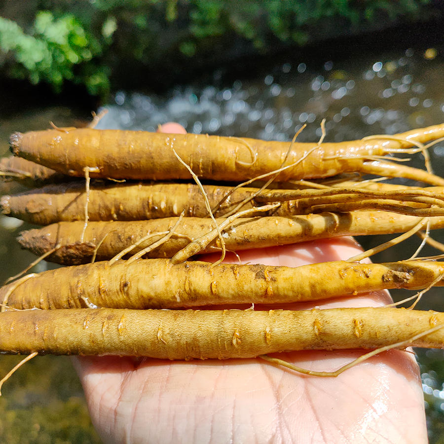 白茯苓副作用_白茯苓副作用与禁忌症_茯苓(白茯苓)的作用