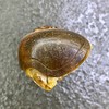 和田玉（白玉）籽料挂件--龙龟贺寿245.42g 商品缩略图6