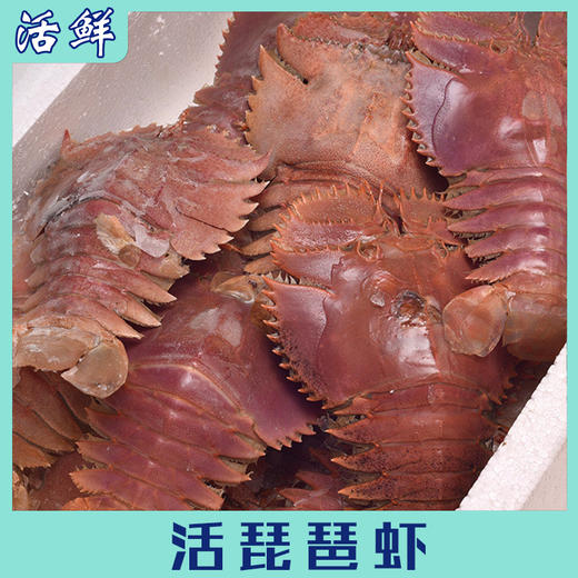 活琵琶虾（大号） 商品图1