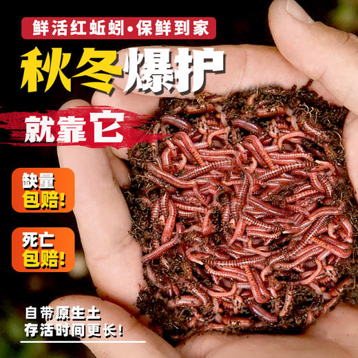 霸王戟鲜活红蚯蚓鱼饵虫饵料鲫鲤鱼饵料野钓秋冬活饵蚯蚓盒装批发 霸王戟