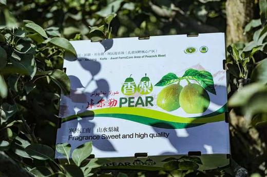 【臻选水果】森农  新疆特级香梨5斤装/7-7.5斤装 商品图2