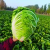 预售：丨有机丨新疆焉耆翠玉大白菜8斤一箱 个别顶部出现烧心现象，烧心不多，揪掉扔了，剩余的白菜可食用 商品缩略图3