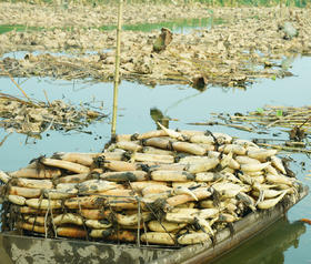 洪湖粉藕五斤装