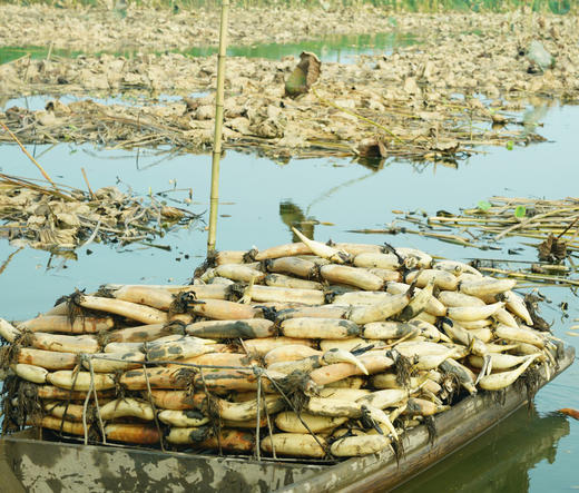 洪湖粉藕五斤装 商品图0