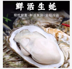 【顺丰包邮】乳山三倍体鲜活5斤海鲜牡蛎贝壳即食水产包活（单只3~4两）