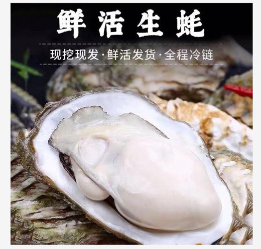 【顺丰包邮】青岛生蚝海蛎子鲜活新鲜5斤大号海鲜牡蛎贝壳即食水产 商品图0