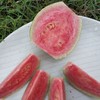 生态西瓜红番石榴 （脆口）| 绿家自产 *Eco-Carmine guava | Self-production 商品缩略图1