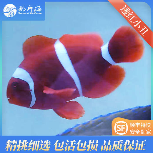 透红小丑Premnas biaculatus 商品图1