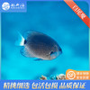 白尾魔Pomacentrus albicaudatus 商品缩略图0