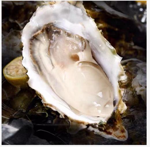 【顺丰包邮】青岛生蚝海蛎子鲜活新鲜5斤大号海鲜牡蛎贝壳即食水产 商品图1
