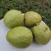 生态西瓜红番石榴 （脆口）| 绿家自产 *Eco-Carmine guava | Self-production 商品缩略图2