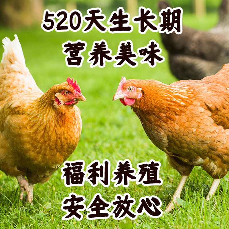 【北京可发 一大口福利 买一送一 】散养520天有机老母鸡  汤鲜肉浓皮弹