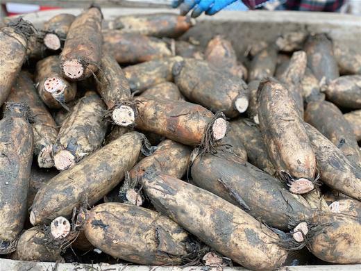 洪湖粉藕五斤装 商品图1