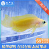 黄草莓Pseudochromis fuscus 商品缩略图0