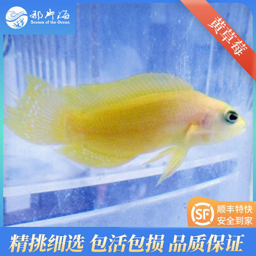 黄草莓Pseudochromis fuscus 商品图0