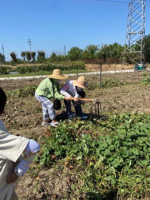 神润斋亲子活动10月23日24日（挖红薯/采玉米&野米饭&多肉DIY）火热报名中...... 商品图3