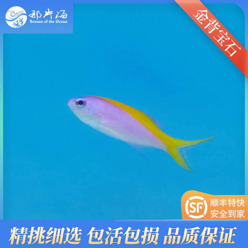 金背宝石Pseudanthias evansi