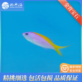 金背宝石Pseudanthias evansi