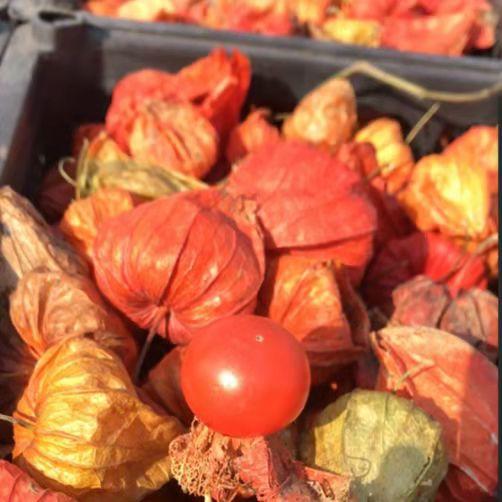 博瑞开心农场红菇娘（±50g） 商品图0