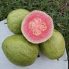 生态西瓜红番石榴 （脆口）| 绿家自产 *Eco-Carmine guava | Self-production 商品缩略图0