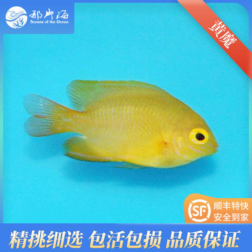 黄魔Pomacentrus moluccensis 商品图0