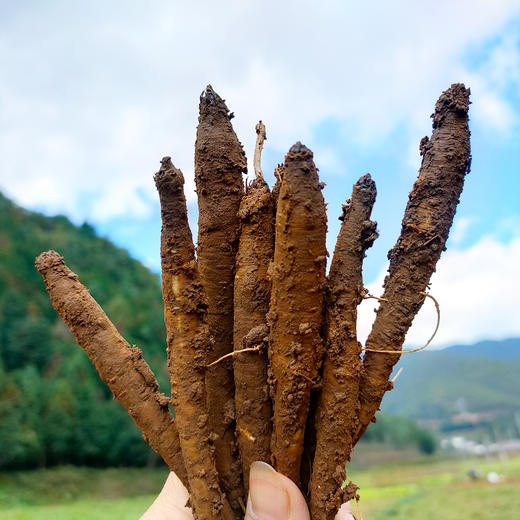 5斤多送半斤『大凉山鲜挖甜当归』粉糯清香 现挖现发 商品图2