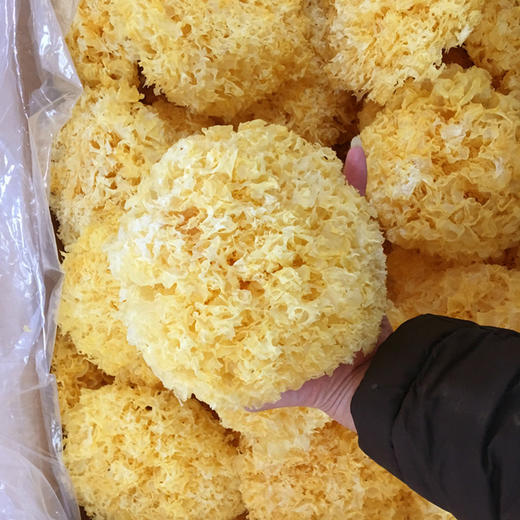 食品酒水白木耳大朵独立包装干货雪耳非丑耳无硫古田银耳