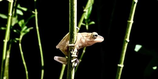 夜观 | 黑夜小侦探 商品图1