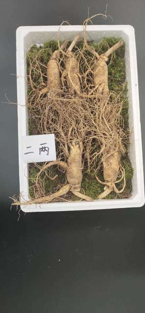 【食品酒水】东北特产长白山人参带土鲜参多规格多用途 商品图4