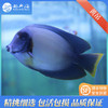 黄吊Acanthurus pyroferus 商品缩略图2